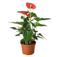 Anthurium &