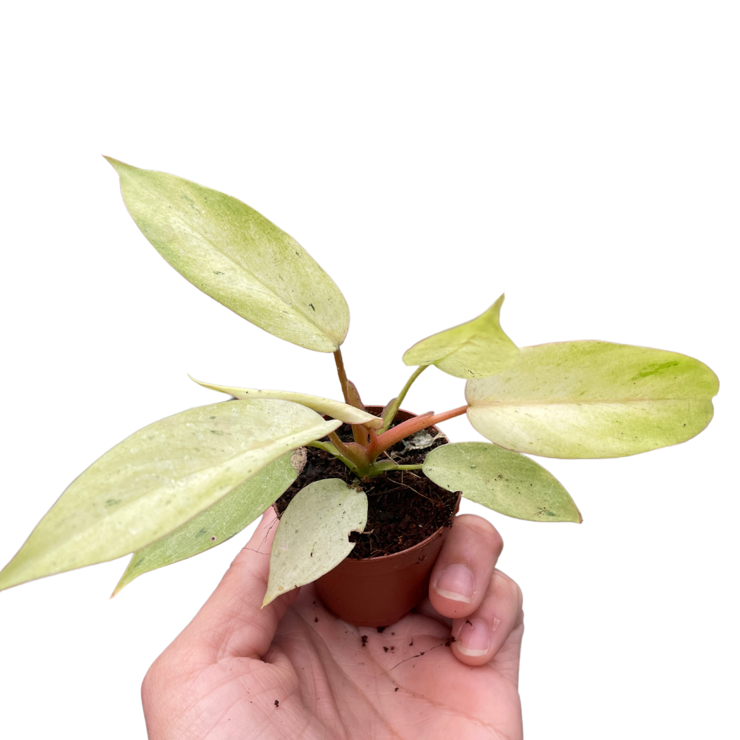 Philodendron 'Snowdrift'-Winter Wonderland: Speckled Foliage Houseplant