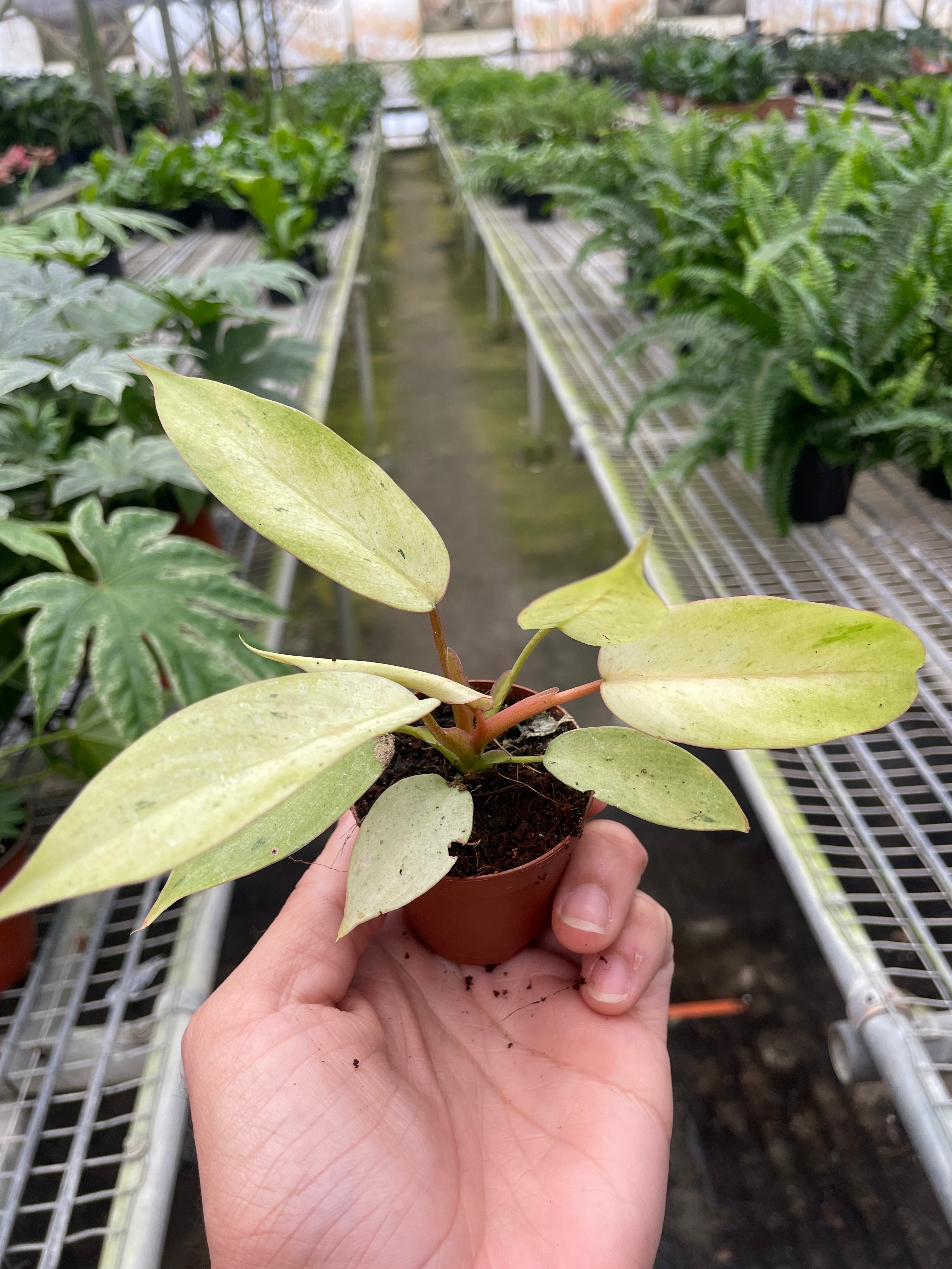 Philodendron 'Snowdrift'-Winter Wonderland: Speckled Foliage Houseplant