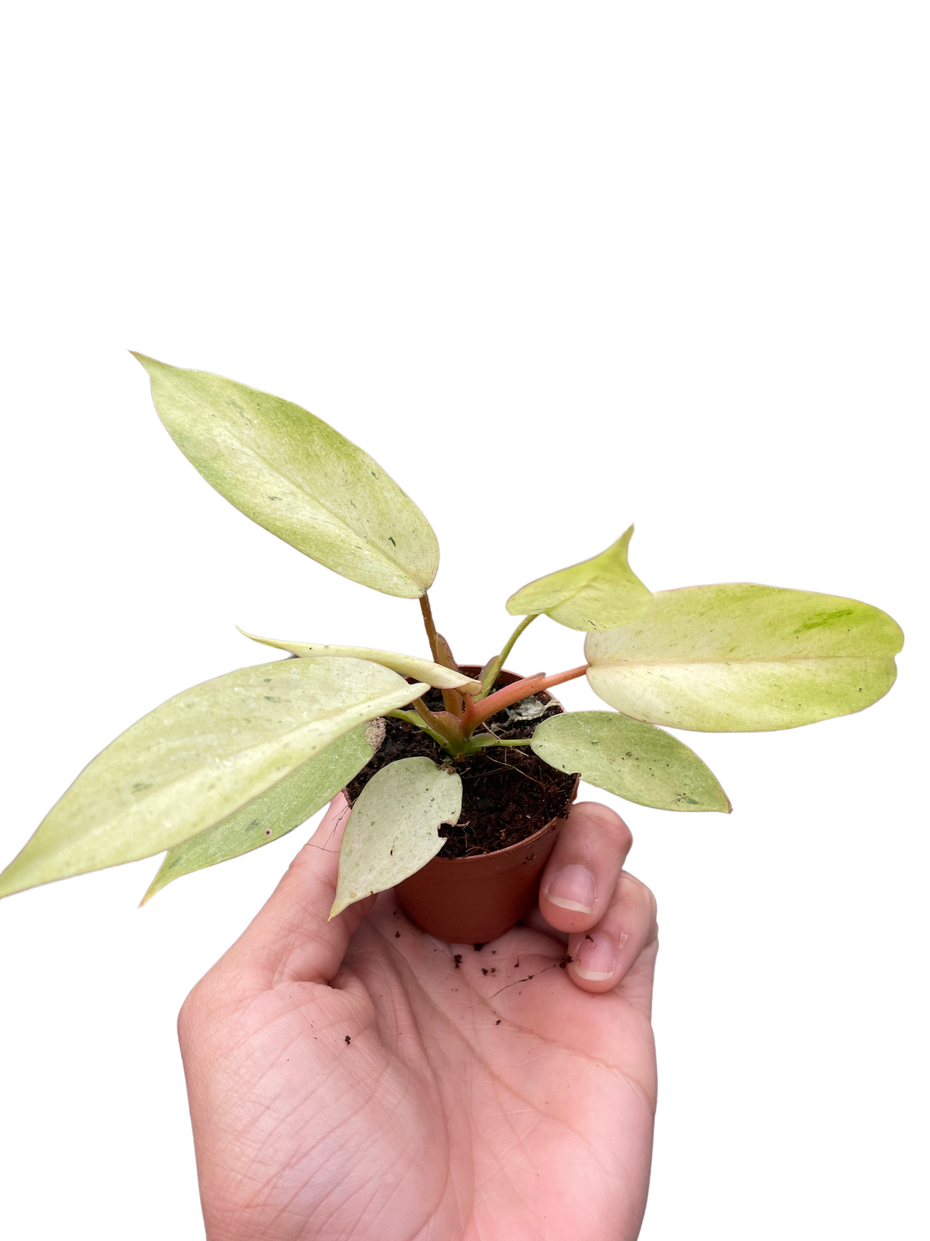 Philodendron 'Snowdrift'-Winter Wonderland: Speckled Foliage Houseplant