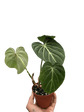 Philodendron Gloriosum