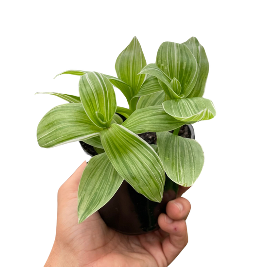 Tradescantia &