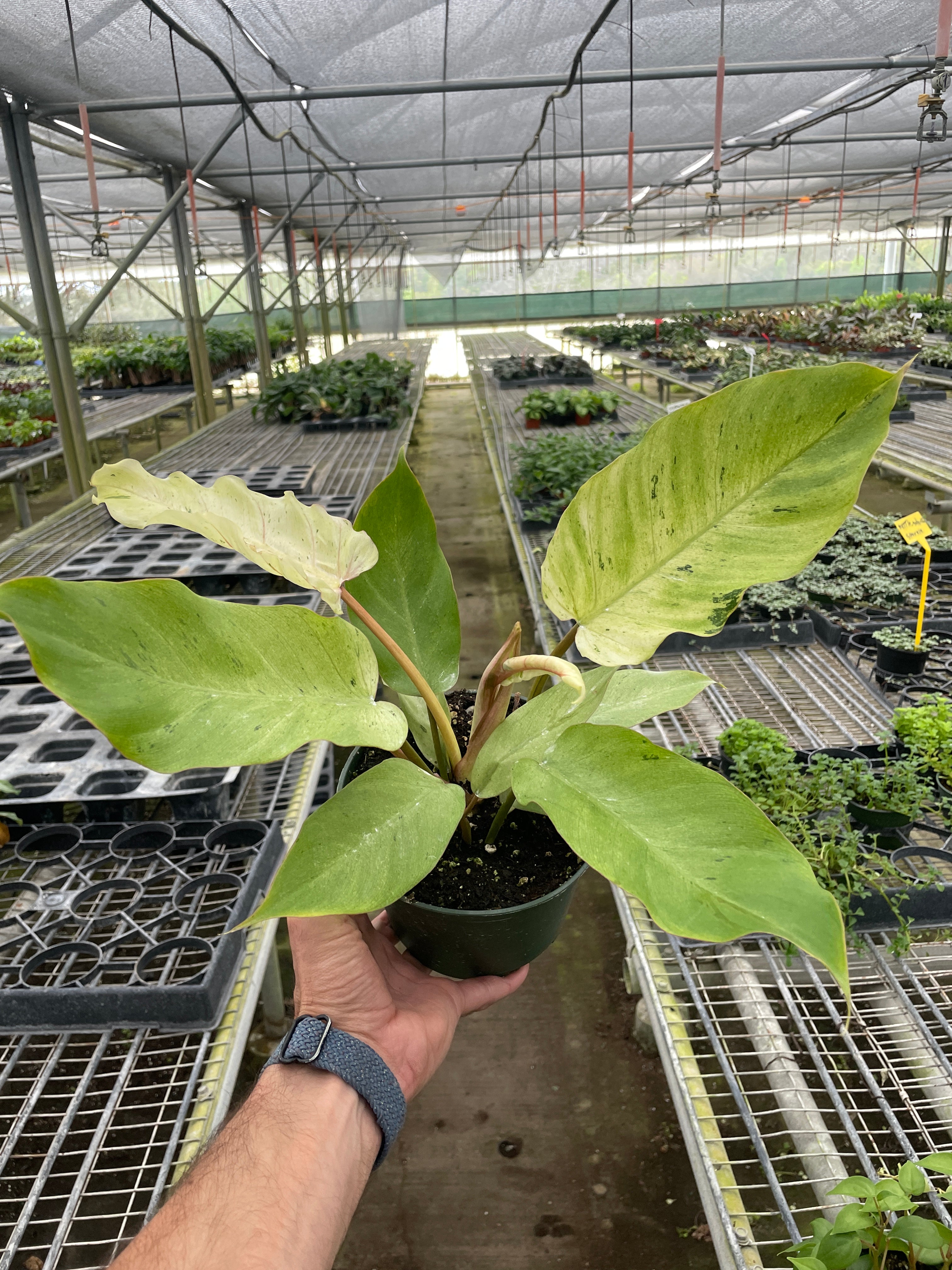 Philodendron 'Snowdrift'-Winter Wonderland: Speckled Foliage Houseplant