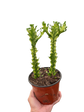 Euphorbia &
