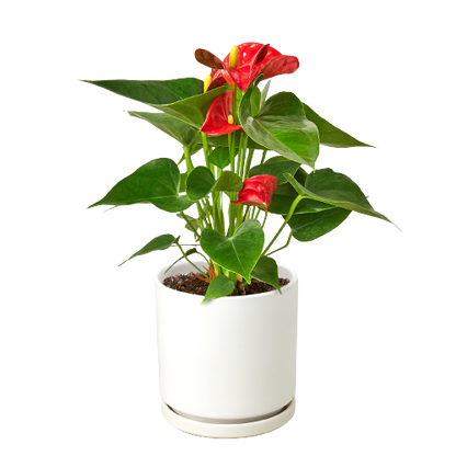 Anthurium &