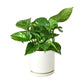 Pothos &