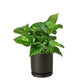 Pothos &