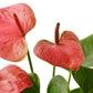 Anthurium &