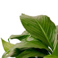 Spathiphyllum &