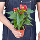 Anthurium &